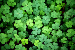 Lucky Oxalis Bulbs Wood Sorrel Shamrock Perennial Growing Bonsai Roots Rhizomes Corms Tubers Potted Planting Reblooming Fragrant Garden Species Blooms Flower Seeds Plant Gardening