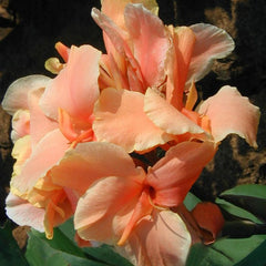 Tropical Sunrise Canna Bulbs Perennial Growing Bonsai Roots Rhizomes Corms Tubers Potted Planting Reblooming Fragrant Garden Species Blooms Flower Seeds Plant Gardening