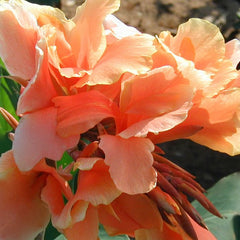 Tropical Sunrise Canna Bulbs Perennial Growing Bonsai Roots Rhizomes Corms Tubers Potted Planting Reblooming Fragrant Garden Species Blooms Flower Seeds Plant Gardening