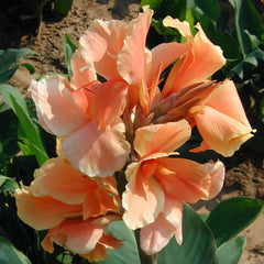 Tropical Sunrise Canna Bulbs Perennial Growing Bonsai Roots Rhizomes Corms Tubers Potted Planting Reblooming Fragrant Garden Species Blooms Flower Seeds Plant Gardening