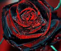 True Blood Rose Seedlings Flower Seeds Perennial Growing Bonsai Corms Tubers Potted Planting Reblooming Fragrant Garden Roots Rhizomes Species Blooms Plant Bulbs Gardening Tree