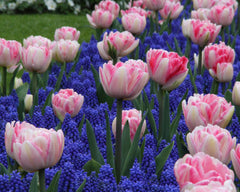 Collection  Magenta Grape Hyacinth Magic Bulbs Blooms Species Growing Bonsai Roots Rhizomes Corms Tubers Potted Planting Reblooming Fragrant Garden Flower Seeds Plant Gardening