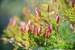 Hot Sell Cheap Oxalis Bulbs Wood Sorrel Shamrock Perennial Growing Bonsai Roots Rhizomes Corms Tubers Potted Planting Reblooming Fragrant Garden Species Blooms Flower Seeds Plant Gardening