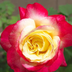 Hybrid Dutch Rose Seedlings Flower Seeds Perennial Growing Bonsai Corms Tubers Potted Planting Reblooming Fragrant Garden Roots Rhizomes Species Blooms Plant Bulbs Gardening Tree