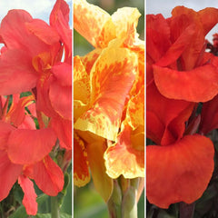 Vintage Collection Canna Bulbs Perennial Growing Bonsai Roots Rhizomes Corms Tubers Potted Planting Reblooming Fragrant Garden Species Blooms Flower Seeds Plant Gardening - Seedsplant