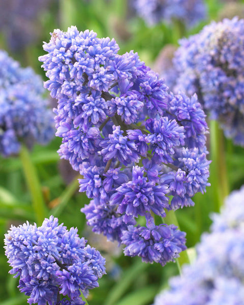 Double grape hyacinth Muscari Fantasy Creation Bulbs Blooms Species Growing Bonsai Roots Rhizomes Corms Tubers Potted Planting Reblooming Fragrant Garden Flower Seeds Plant Gardening