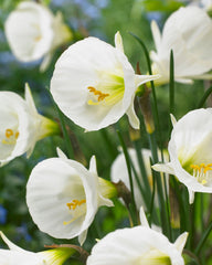 Mini Daffodil bulbocodium White Petticoat Narcissus Bulbs Blooms Species Growing Bonsai Roots Rhizomes Corms Tubers Potted Planting Reblooming Fragrant Garden Flower Seeds Plant