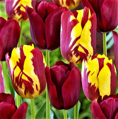 Tulip Bulbs Perfect Match Mix Blooms Species Growing Bonsai Roots Rhizomes Corms Tubers Potted Planting Reblooming Fragrant Garden Flower Seeds Plant