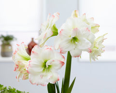 Jumbo Double Amaryllis Amadeus Candy Hippeastrum Blooms Species Growing Bonsai Bulbs Roots Rhizomes Corms Tubers Potted Planting Reblooming Fragrant Garden Flower Seeds Plant