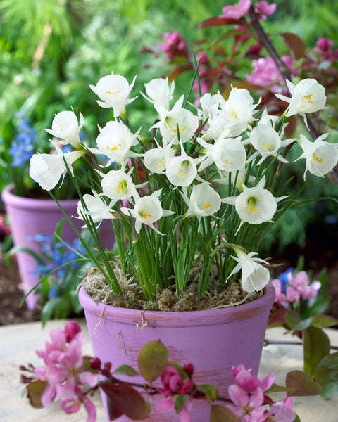 Mini Daffodil bulbocodium White Petticoat Narcissus Bulbs Blooms Species Growing Bonsai Roots Rhizomes Corms Tubers Potted Planting Reblooming Fragrant Garden Flower Seeds Plant