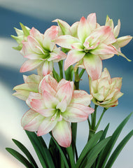 Jumbo Double Amaryllis Amadeus Candy Hippeastrum Blooms Species Growing Bonsai Bulbs Roots Rhizomes Corms Tubers Potted Planting Reblooming Fragrant Garden Flower Seeds Plant