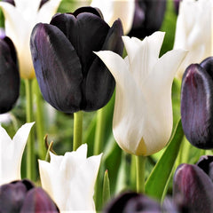 Tulip Bulbs Tuxedo Party Collection Blooms Species Growing Bonsai Roots Rhizomes Corms Tubers Potted Planting Reblooming Fragrant Garden Flower Seeds Plant