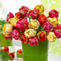 Tulip Bulbs Unique Style Collection Blooms Species Growing Bonsai Roots Rhizomes Corms Tubers Potted Planting Reblooming Fragrant Garden Flower Seeds Plant - Seedsplant