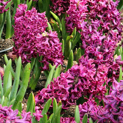 Woodstock Hyacinth Bulbs Blooms Species Growing Bonsai Roots Rhizomes Corms Tubers Potted Planting Reblooming Fragrant Garden Flower Seeds Plant Gardening