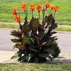 Wyoming Canna Bulbs Perennial Growing Bonsai Roots Rhizomes Corms Tubers Potted Planting Reblooming Fragrant Garden Species Blooms Flower Seeds Plant Gardening