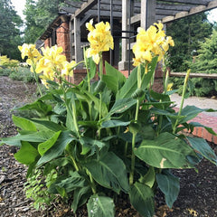 Yellow Futurity Canna Bulbs Perennial Growing Bonsai Roots Rhizomes Corms Tubers Potted Planting Reblooming Fragrant Garden Species Blooms Flower Seeds Plant Gardening - Seedsplant