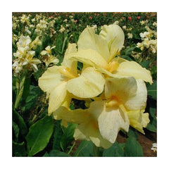 Yellow Futurity Canna Bulbs Perennial Growing Bonsai Roots Rhizomes Corms Tubers Potted Planting Reblooming Fragrant Garden Species Blooms Flower Seeds Plant Gardening