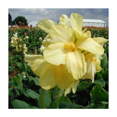 Yellow Futurity Canna Bulbs Perennial Growing Bonsai Roots Rhizomes Corms Tubers Potted Planting Reblooming Fragrant Garden Species Blooms Flower Seeds Plant Gardening